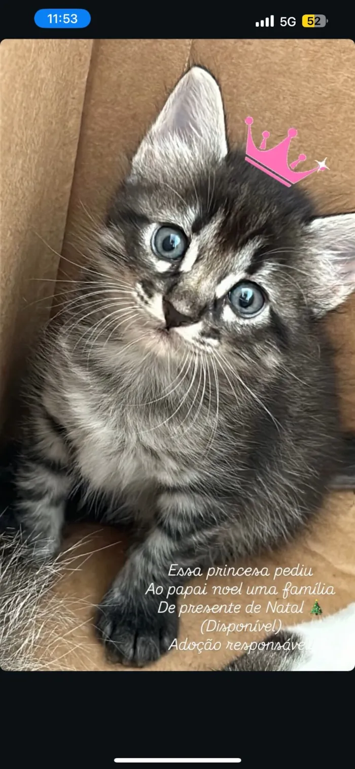 Gato raça SRD-ViraLata idade Abaixo de 2 meses nome Sem nome 