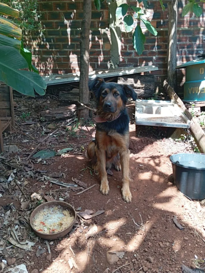 Cachorro raça Pastor Alemão idade 1 ano nome Tauros 