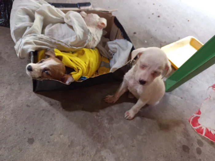 Cachorro raça SRD-ViraLata idade Abaixo de 2 meses nome Deise de Fátima 