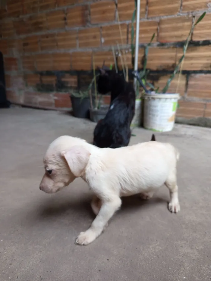 Cachorro raça SRD-ViraLata idade Abaixo de 2 meses nome Deise de Fátima 