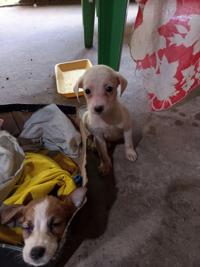 Cachorro raça SRD-ViraLata idade Abaixo de 2 meses nome Deise de Fátima 