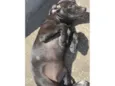 Cachorro raça SRD-ViraLata idade 2 a 6 meses nome BYONCE