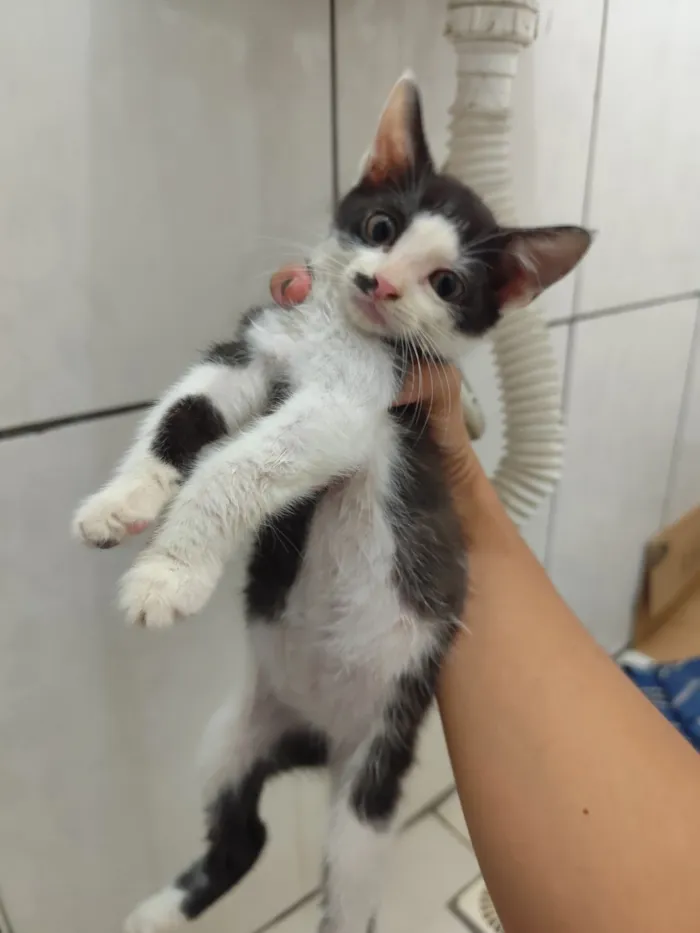 Gato raça SRD-ViraLata idade 2 a 6 meses nome Princesa 