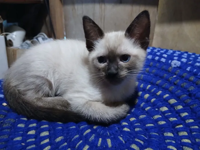 Gato raça SRD-ViraLata idade 2 a 6 meses nome Não tem nome 