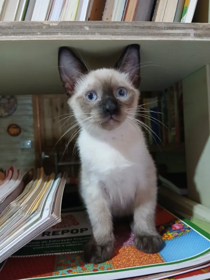 Gato raça SRD-ViraLata idade 2 a 6 meses nome Não tem nome 