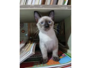 Gato raça SRD-ViraLata idade 2 a 6 meses nome Gengi