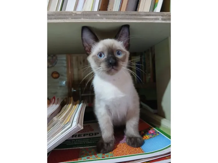 Gato raça SRD-ViraLata idade 2 a 6 meses nome Não tem nome 