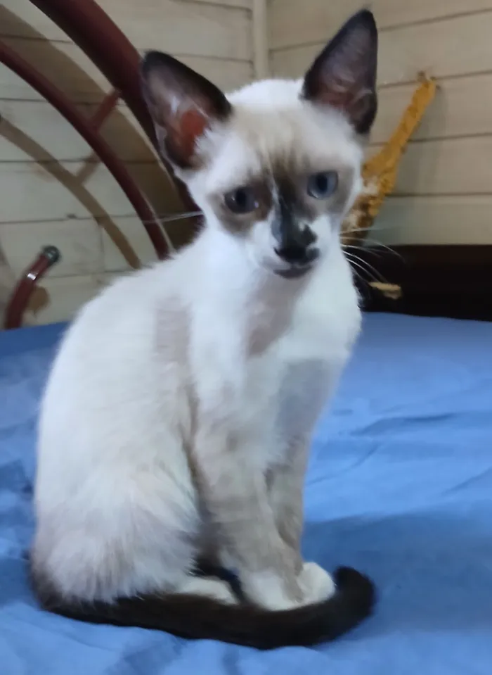 Gato raça SRD-ViraLata idade 2 a 6 meses nome Não tem nome