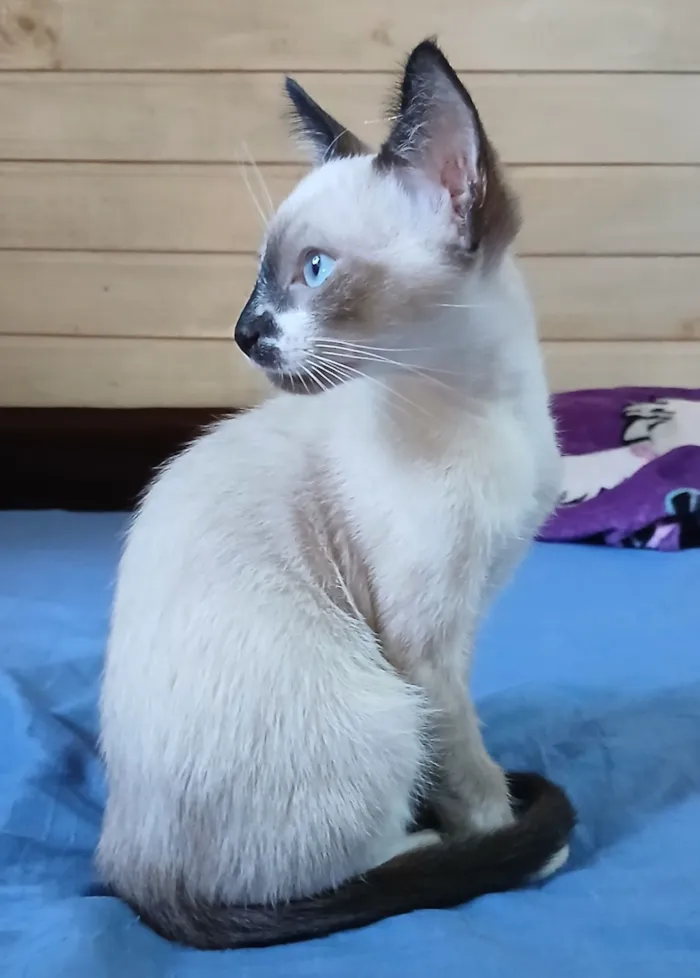 Gato raça SRD-ViraLata idade 2 a 6 meses nome Não tem nome