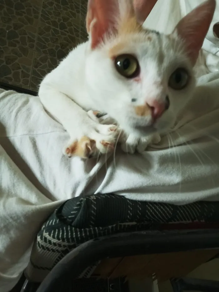 Gato raça SRD-ViraLata idade 2 a 6 meses nome Chloe