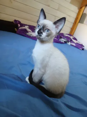 Gato raça SRD-ViraLata idade 2 a 6 meses nome Não tem nome 