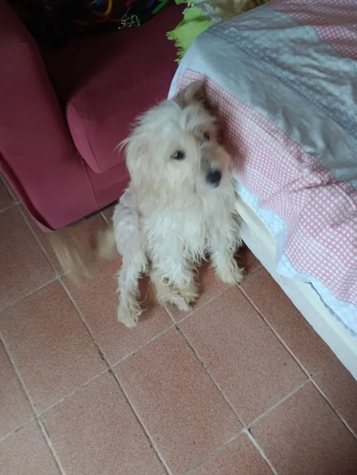 Cachorro raça Poodle idade 4 anos nome Sophia 