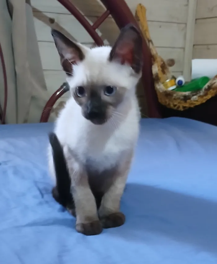 Gato raça SRD-ViraLata idade 2 a 6 meses nome Não tem nome 