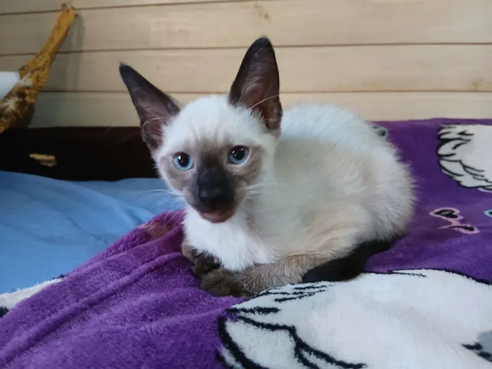 Gato raça SRD-ViraLata idade 2 a 6 meses nome Não tem nome 