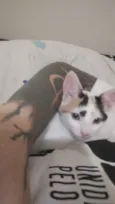 Gato raça SRD-ViraLata idade 2 a 6 meses nome Chloe e Nala