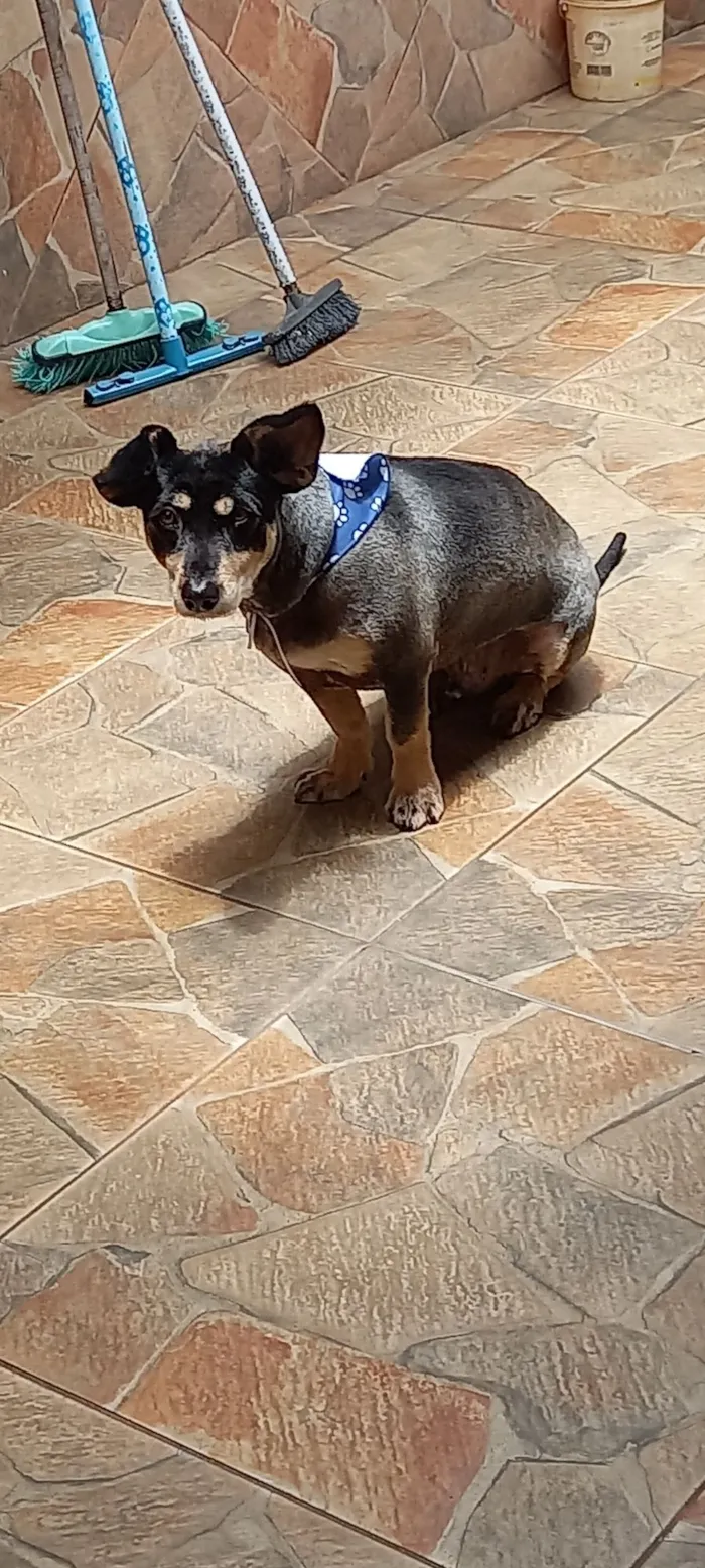 Cachorro raça SRD-ViraLata idade 5 anos nome Mickey 