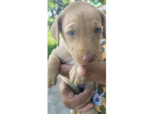Cachorro raça SRD-ViraLata idade Abaixo de 2 meses nome PITUCO