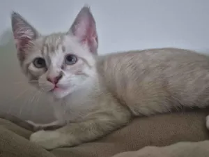 Cachorro raça SRD-ViraLata idade Abaixo de 2 meses nome Lili