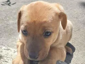 Cachorro raça SRD-ViraLata idade Abaixo de 2 meses nome MAGALI
