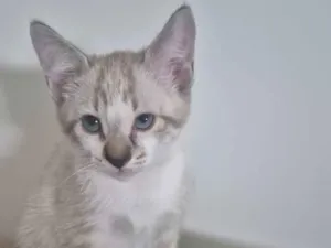 Gato raça SRD-ViraLata idade Abaixo de 2 meses nome Luke