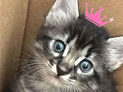 Gato raça SRD-ViraLata idade Abaixo de 2 meses nome Sem nome 