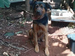 Cachorro raça Pastor Alemão idade 1 ano nome Tauros 