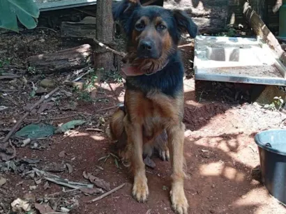 Cachorro raça Pastor Alemão idade 1 ano nome Tauros 