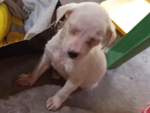Cachorro raça SRD-ViraLata idade Abaixo de 2 meses nome Deise de Fátima 