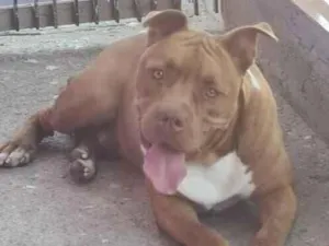 Cachorro raça Pit-Bull idade 4 anos nome TODDY