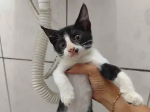 Gato raça SRD-ViraLata idade 2 a 6 meses nome Mingau 