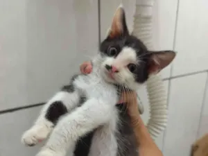 Gato raça SRD-ViraLata idade 2 a 6 meses nome Princesa 