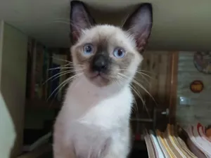 Gato raça SRD-ViraLata idade 2 a 6 meses nome Não tem nome 