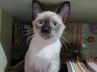 Gato raça SRD-ViraLata idade 2 a 6 meses nome Não tem nome 