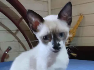 Gato raça SRD-ViraLata idade 2 a 6 meses nome Não tem nome