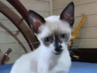 Gato raça SRD-ViraLata idade 2 a 6 meses nome Não tem nome