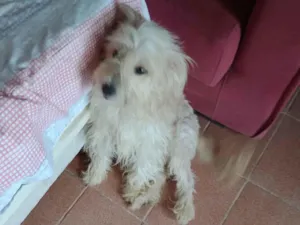 Cachorro raça Poodle idade 4 anos nome Sophia 