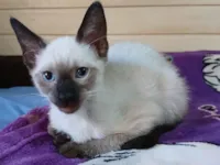 Gato raça SRD-ViraLata idade 2 a 6 meses nome Não tem nome 