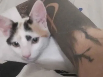 Gato raça SRD-ViraLata idade 2 a 6 meses nome Chloe e Nala