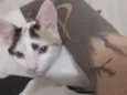 Gato raça SRD-ViraLata idade 2 a 6 meses nome Chloe e Nala