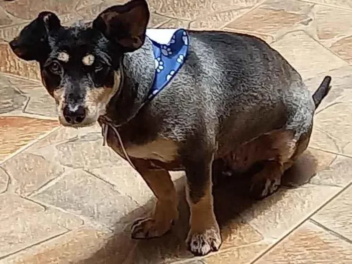 Cachorro raça SRD-ViraLata idade 5 anos nome Mickey 