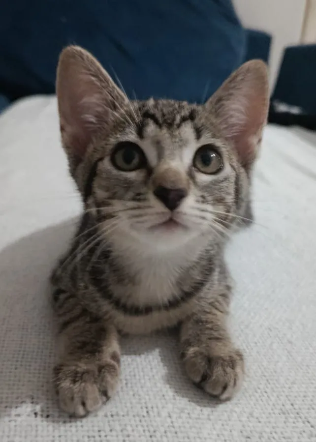 Gato raça SRD-ViraLata idade 2 a 6 meses nome Luna