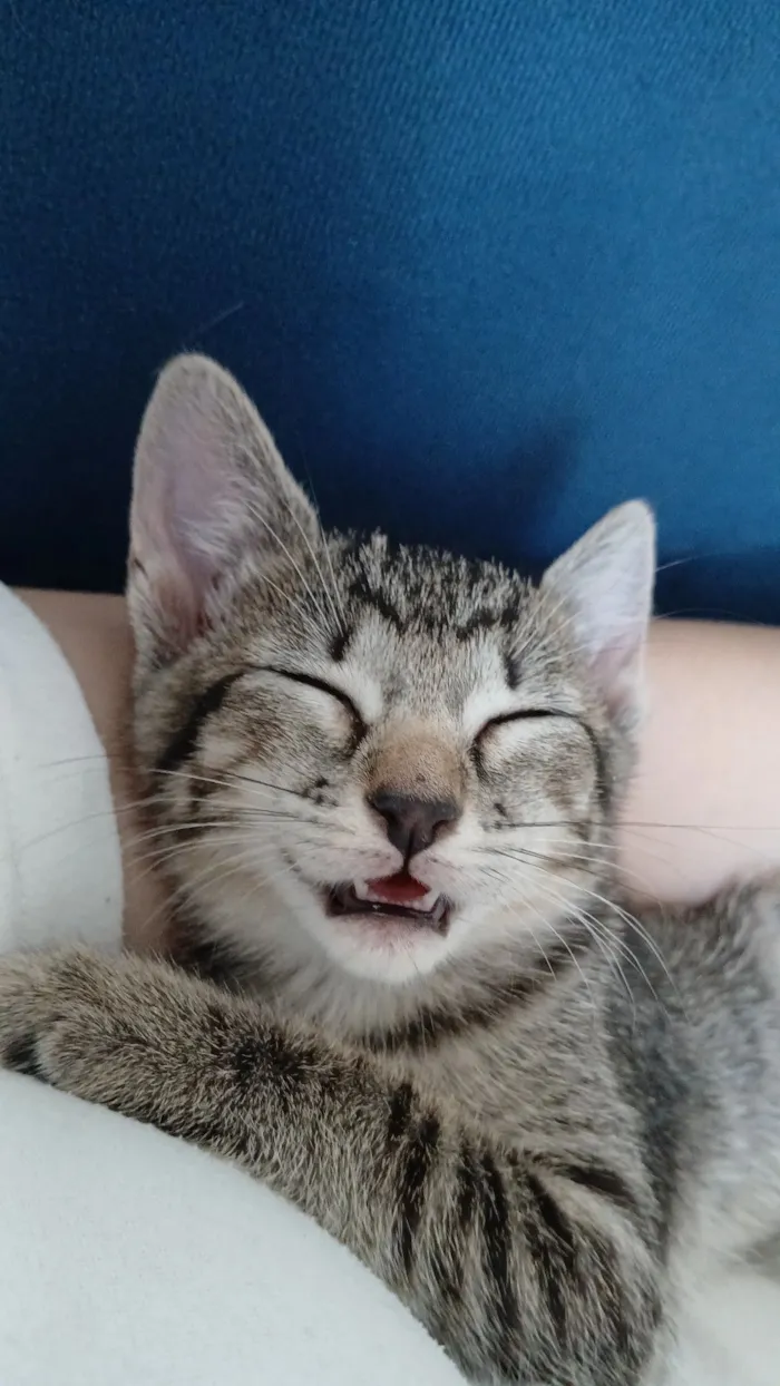 Gato raça SRD-ViraLata idade 2 a 6 meses nome Luna