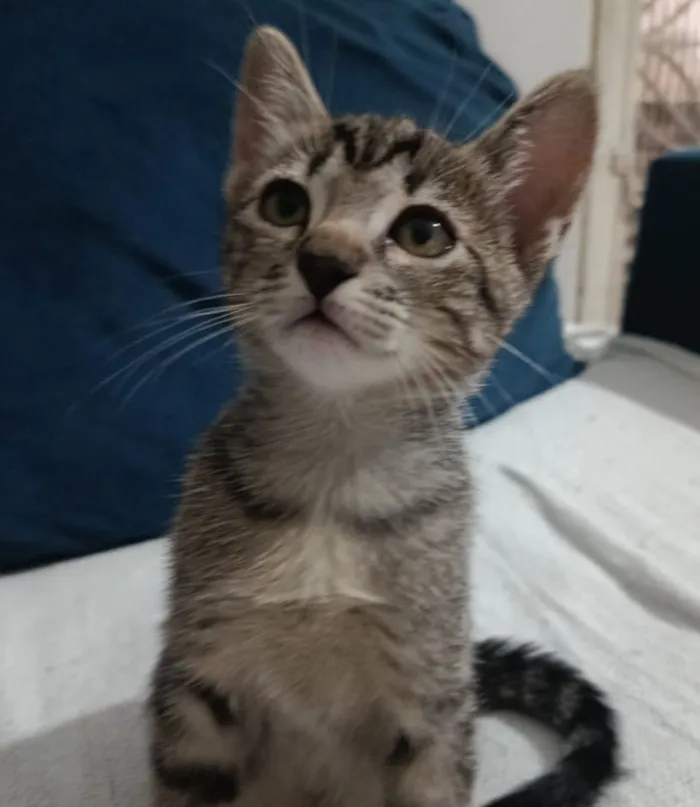 Gato raça SRD-ViraLata idade 2 a 6 meses nome Luna 