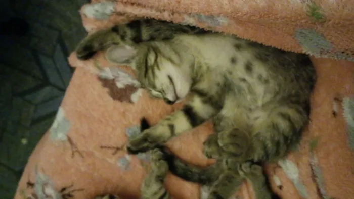 Gato raça SRD-ViraLata idade 2 a 6 meses nome Luna 