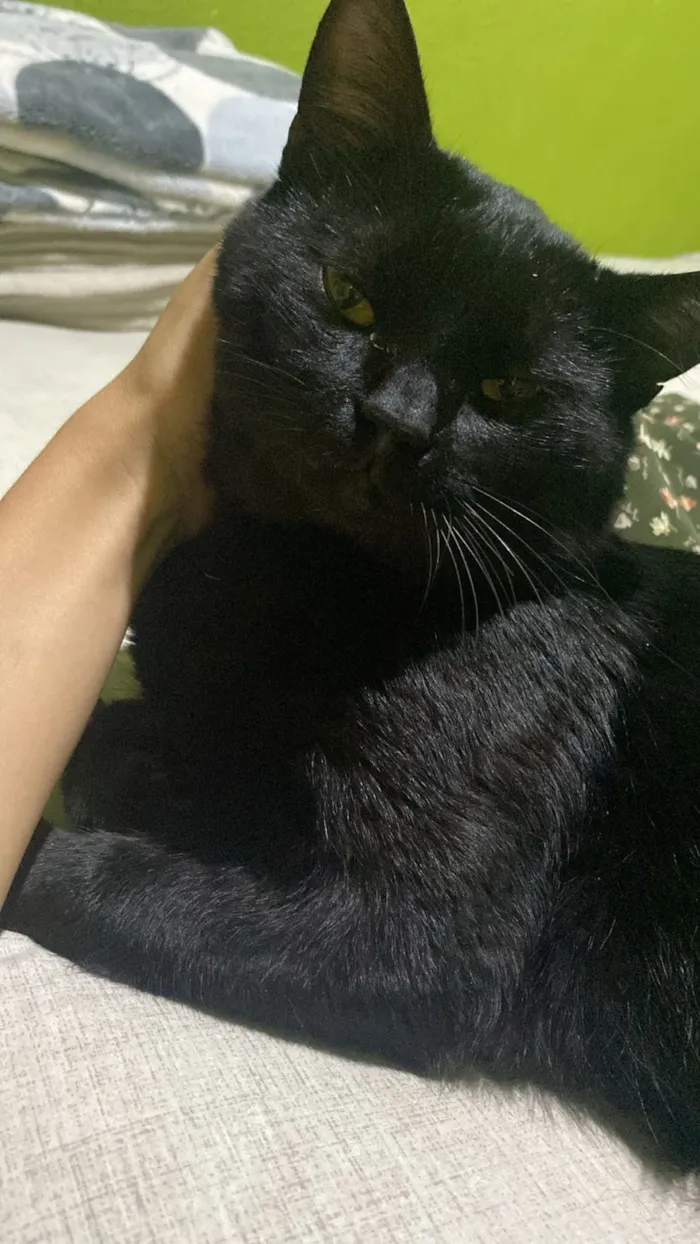 Gato raça SRD-ViraLata idade 1 ano nome Sem nome 