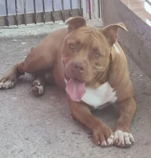 Cachorro raça Pit-Bull idade 4 anos nome TODDY