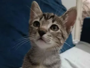 Gato raça SRD-ViraLata idade 2 a 6 meses nome Luna