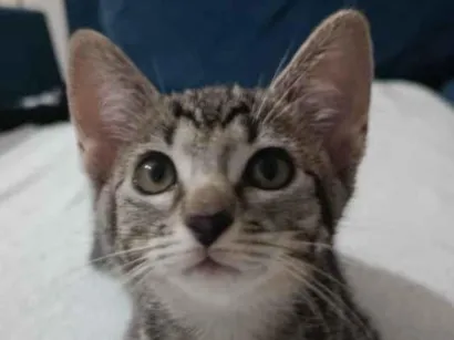 Gato raça SRD-ViraLata idade 2 a 6 meses nome Luna 
