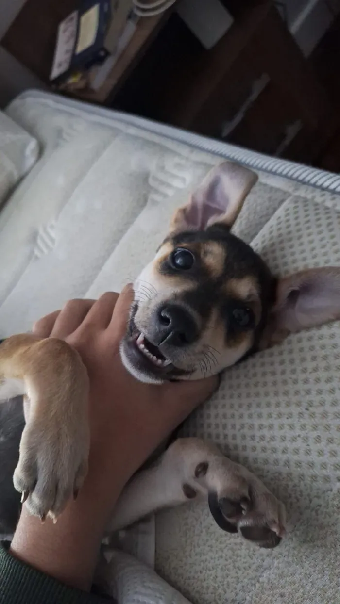 Cachorro raça SRD-ViraLata idade 2 a 6 meses nome Antônio 
