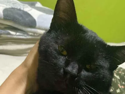 Gato raça SRD-ViraLata idade 1 ano nome Sem nome 